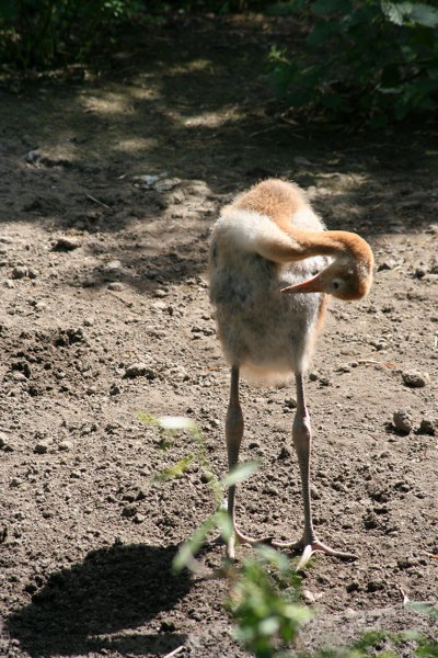 Blijdorp 503 400x600
