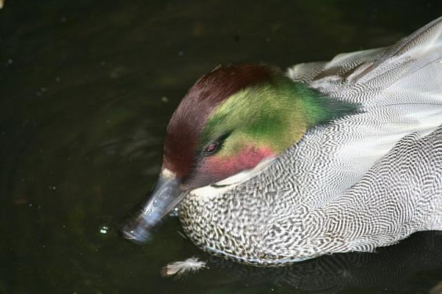 Blijdorp 525 800x533