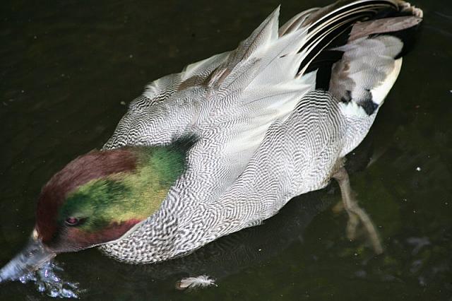 Blijdorp 526 800x533