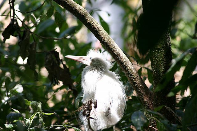 Blijdorp 530 800x533