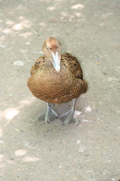 Blijdorp 541 400x600