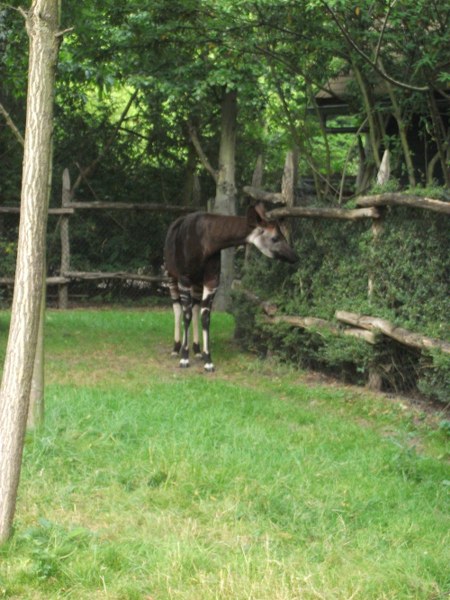 DSCF1673 450x600