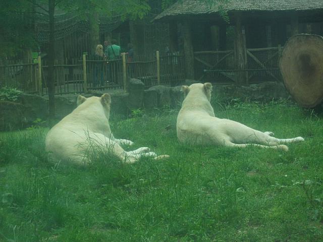 20110613 261 800x600
