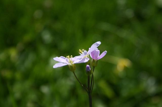 elf 2010 043 800x533