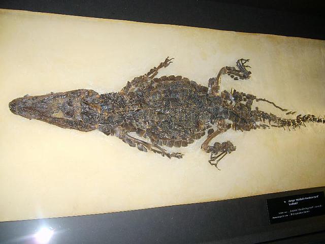 S6000041 800x600