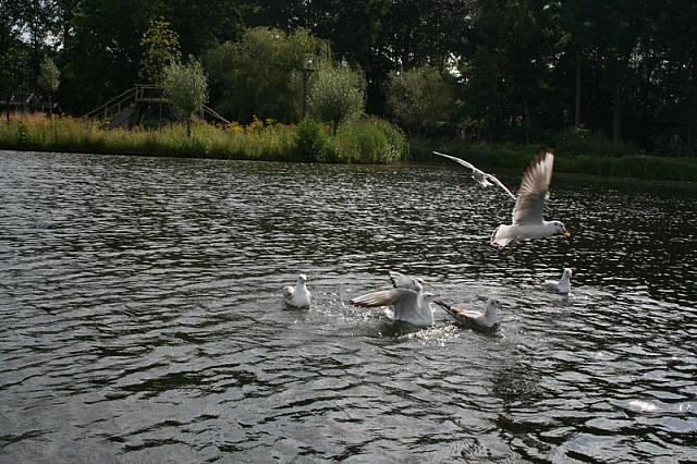 IMG 0060 800x533
