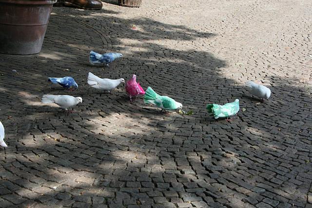 IMG 0272 800x533