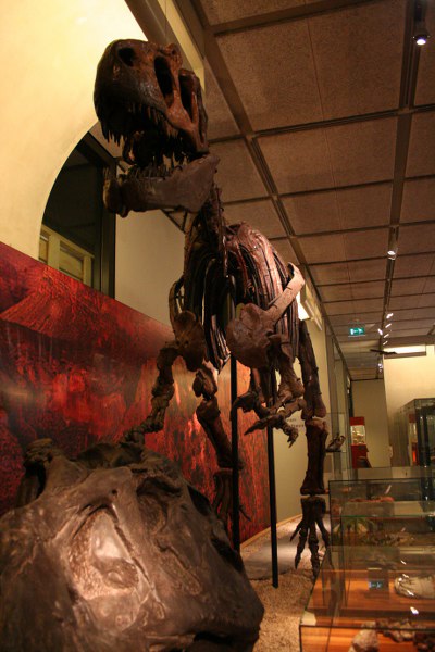 museon 632 400x600