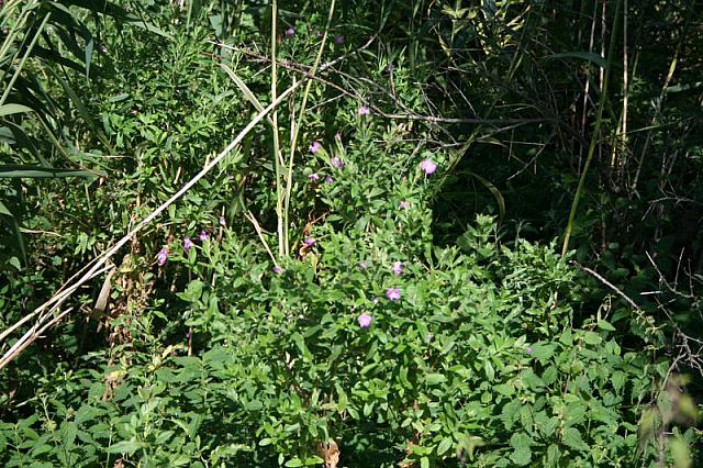 IMG 0181 800x533