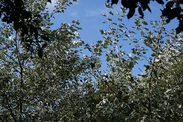 IMG 0196 800x533