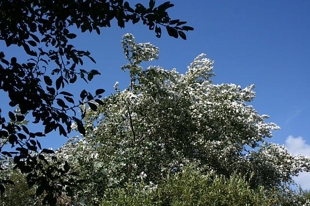 IMG 0199 800x533