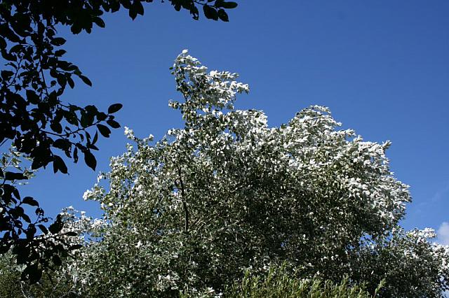 IMG 0201 800x533