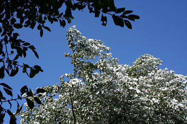 IMG 0202 800x533