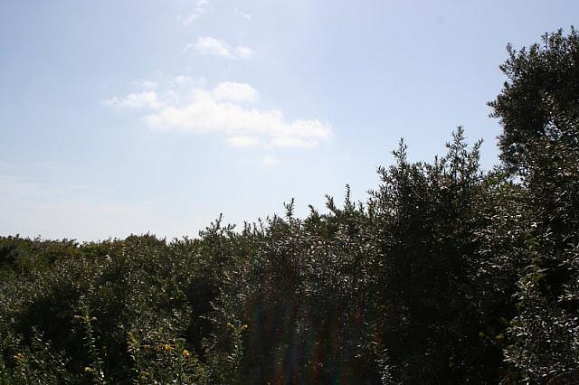 IMG 0218 800x533