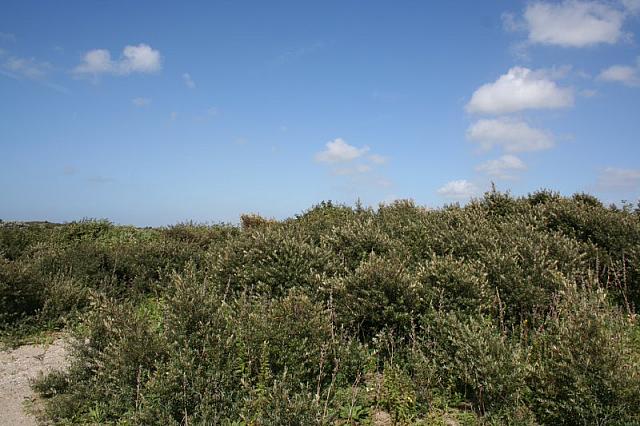 IMG 0232 800x533