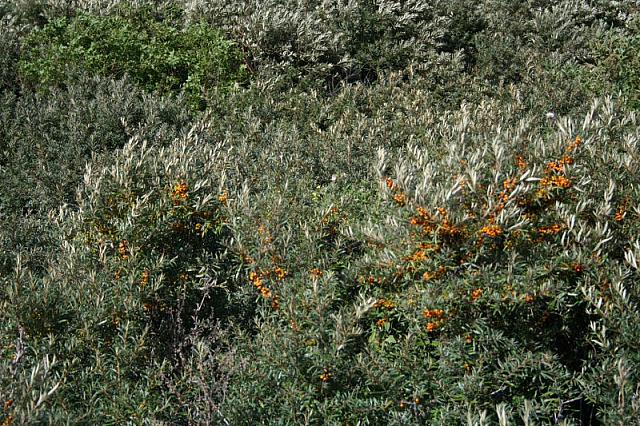 IMG 0241 800x533