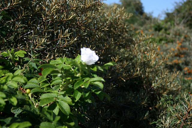 IMG 0249 800x533