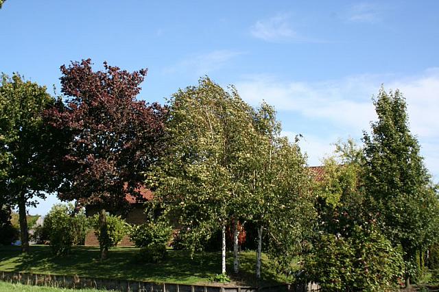 IMG 0339 800x533