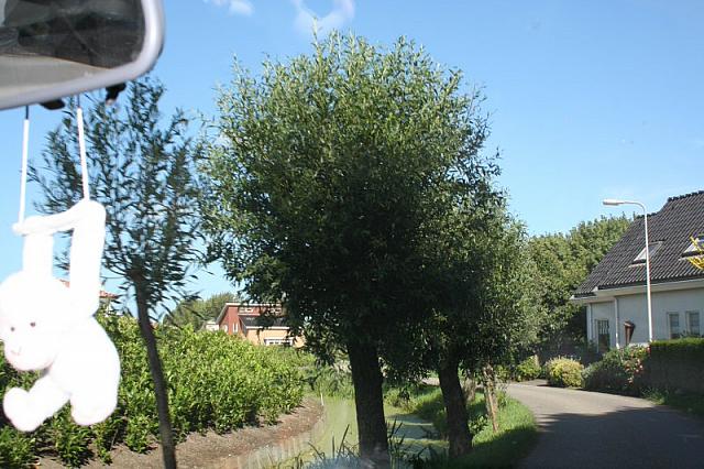 IMG 0344 800x533