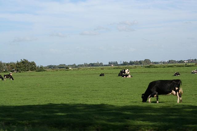 IMG 0391 800x533