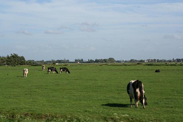 IMG 0392 800x533