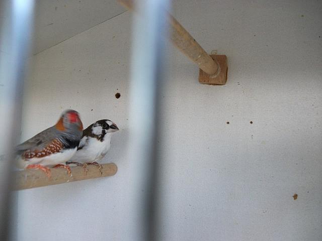 vogeltjes 001 800x600