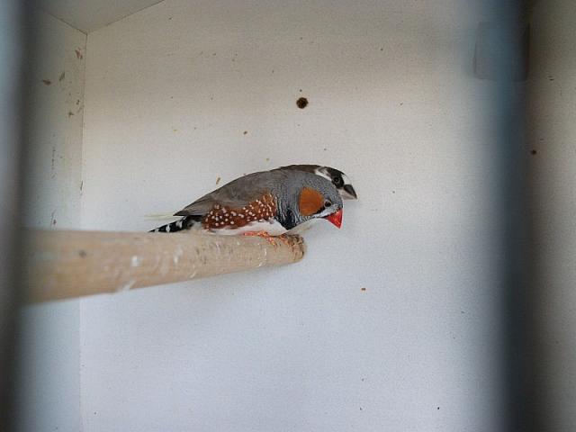 vogeltjes 004 800x600