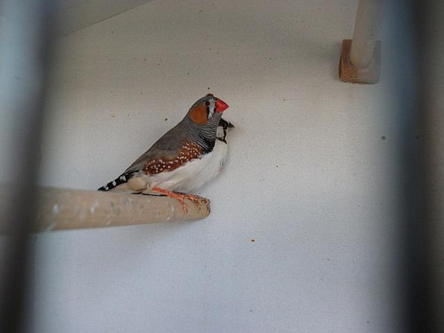 vogeltjes 005 800x600