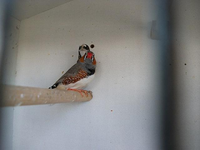 vogeltjes 006 800x600
