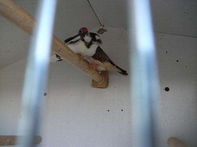 vogeltjes 008 800x600