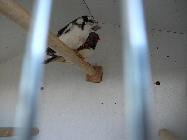 vogeltjes 009 800x600