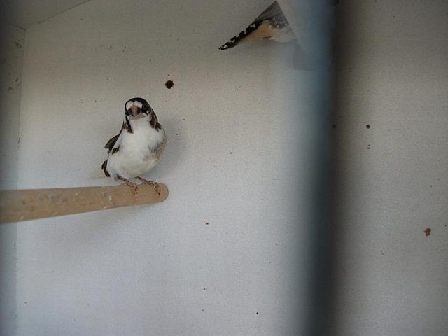 vogeltjes 013 800x600