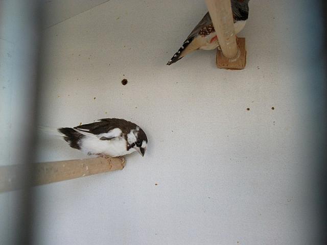 vogeltjes 020 800x600