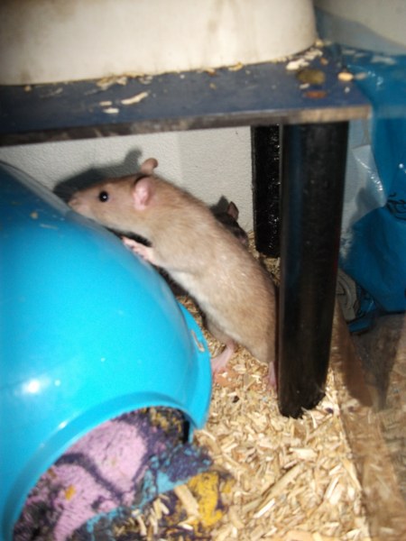 20101222 13 450x600