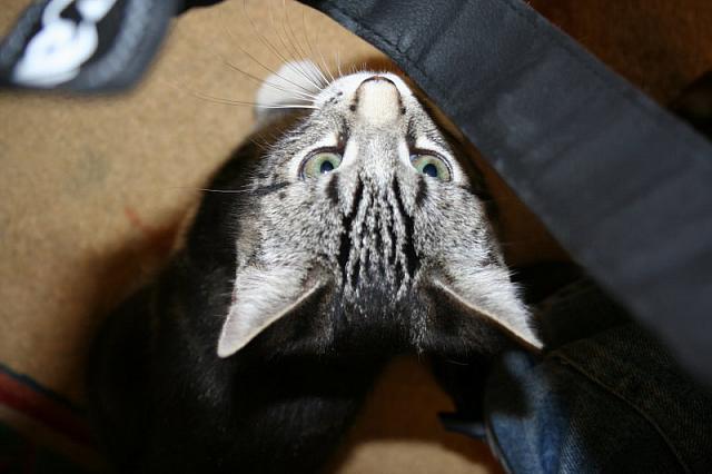 20090621 27 800x533