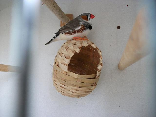 DSCF0268 800x600