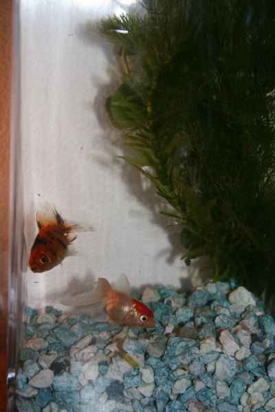 IMG 0016 400x600