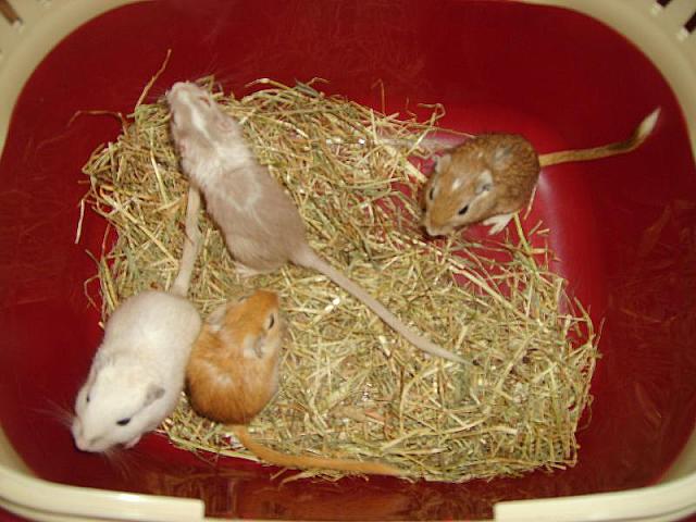 De dames 01 800x600