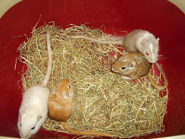 De dames 02 800x600