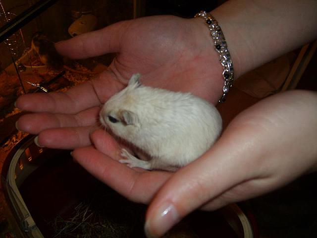 Jingles 01 800x600