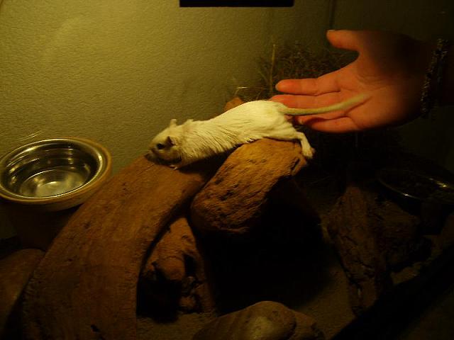 Jingles 04 800x600