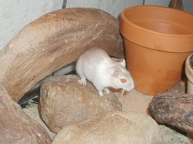 Shenga 02 800x600