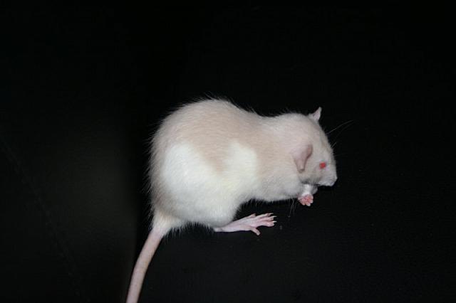 zooi 2 062 800x533