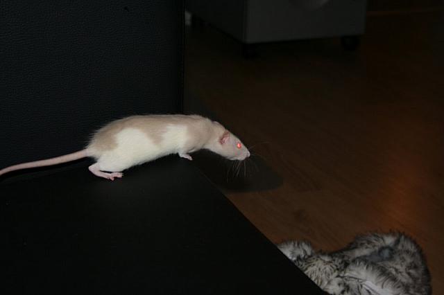 zooi 2 071 800x533
