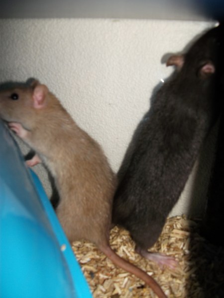 20101222 11 450x600