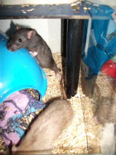 20101222 14 450x600
