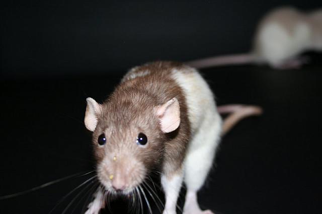 zooi 2 032 800x533