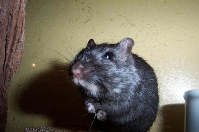Bandit 1 800x533