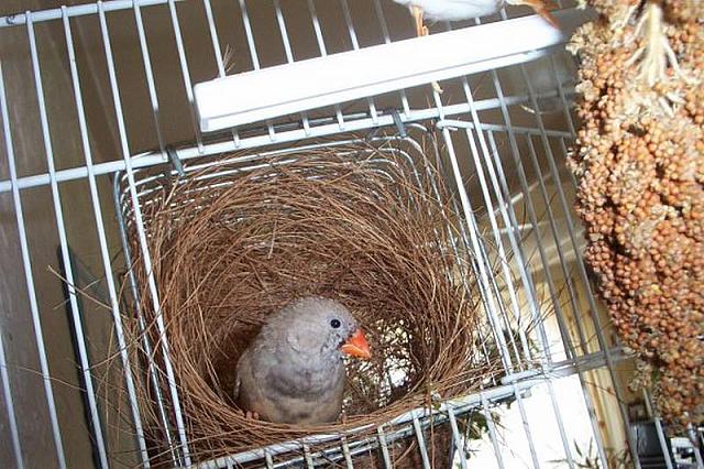 Bruin vrouwtje in nest 1 800x533