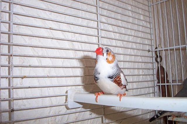 Gevlekt mannetje 1 800x533